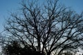 Dark silhoutte of a leafless tree against a blue sky