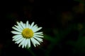 Dark Sinister Daisy close-up. Royalty Free Stock Photo