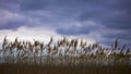 Dark Skies across Marsh