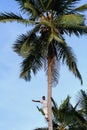 Dark-skinned African people waves his hand from top of palm. Royalty Free Stock Photo