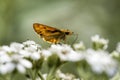 Dark Fiery Skipper Butterfly - White Virginia Crownbeard Wildflower - Verbesina virginica Royalty Free Stock Photo
