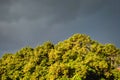 Dark sky above yellow trees