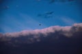 Dark sky and clouds, bird flying, landscape, dynamic sky, beautiful sky, pink clouds