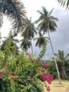 Dark sky through coconut palms and pink flowers with green foliage on a tropical summer day Royalty Free Stock Photo