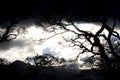 Dark sky and silhouetted forest