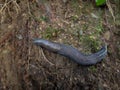Dark slug no shell snail on the muddy ground Royalty Free Stock Photo