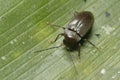 Dark and small Coleoptera beetle of the Family Ptylodactilidae walkin on a green leaf. Royalty Free Stock Photo