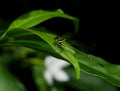 Dark small dragonfly