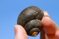 Dark Snail Shell Blue Sky Background - gastropod shell
