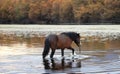 Dark sorrel bay wild horse stallion walking in the Salt River near Mesa Arizona USA Royalty Free Stock Photo