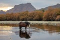 Dark sorrel wild horse stallion reflecting in the Salt River near Mesa Arizona USA Royalty Free Stock Photo