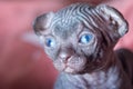 A portrait of a very small blue-eyed sphinx kitten