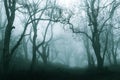 A dark, spooky forest on a cold foggy winters day. With a muted, blue edit