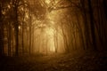 Dark spooky forest with fog in autumn at sunrise