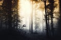 Dark spooky forest with fog at sunset Royalty Free Stock Photo
