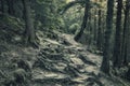 Dark spooky forest with tree roots like monster hands