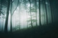 Dark spooky Halloween forest with mist in Transylvania Royalty Free Stock Photo