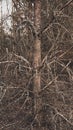 Dark spooky occult pagan witchcraft ritual legend forest single tree texture. Photo wallpaper background in retro vintage