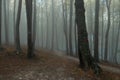 Dark spooky trail in foggy forest during rainy moody day Royalty Free Stock Photo