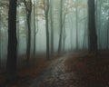 Dark spooky trail in foggy forest during rainy moody day Royalty Free Stock Photo