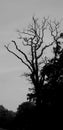 Dark spooky tree against a gray night sky Royalty Free Stock Photo