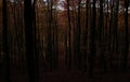 Dark, spooky woods in the Palatine Forest near Potzbach, Germany