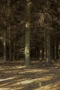 Dark spruce forest. Autumn forest, warm autumn and pine trees