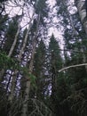 A dark spruce forest canopy on a bright cloudy day