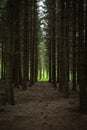 Dark spruce forest in Scandinavia