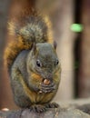 Dark Squirrel Royalty Free Stock Photo