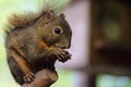 Dark Squirrel Royalty Free Stock Photo