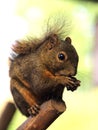 Dark Squirrel Royalty Free Stock Photo