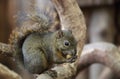 Dark Squirrel Royalty Free Stock Photo