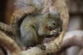 Dark Squirrel Royalty Free Stock Photo