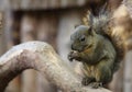 Dark Squirrel Royalty Free Stock Photo