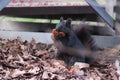 Dark squirrel Royalty Free Stock Photo
