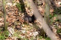 Dark squirrel on the ground Royalty Free Stock Photo