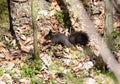 Dark squirrel on the ground Royalty Free Stock Photo