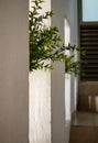 Dark staircase with white stucco wall with openings to outside with light and plants coming through them Royalty Free Stock Photo