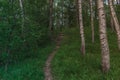 Dark Stairs in the middle of Forest going Up with trees around