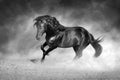 Dark horse on dramatic background Royalty Free Stock Photo