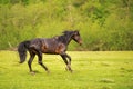 The Dark Stallion runs along the green pasture in the spring against the background of the green forest Royalty Free Stock Photo