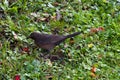 Dark starling on green grass in the garden Royalty Free Stock Photo