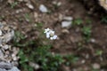 Dark Stemmed Sneezewort (Achillea atrata)