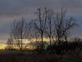 Dark storm clouds over marshland with trees in the flemish countryside Royalty Free Stock Photo