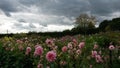 Storm clouds over pink flowery meadow