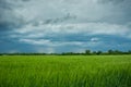 Dark storm clouds and rain over a field with green grain Royalty Free Stock Photo