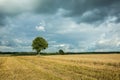 Single tree in a field and dark rainy clouds Royalty Free Stock Photo