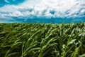 Dark stormy clouds over green cornfield Royalty Free Stock Photo