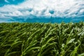 Dark stormy clouds over green cornfield